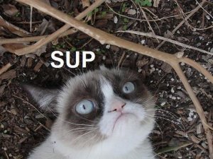 grumpy_cat_sup